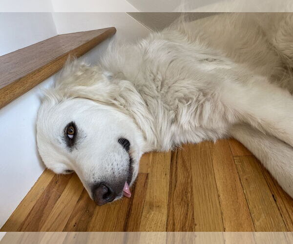 Medium Photo #25 Great Pyrenees Puppy For Sale in Spring, TX, USA