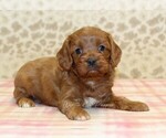 Small #1 Cavapoo