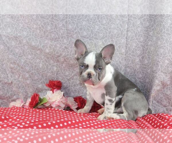 Medium Photo #4 French Bulldog Puppy For Sale in WOOSTER, OH, USA