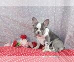 Small Photo #4 French Bulldog Puppy For Sale in WOOSTER, OH, USA