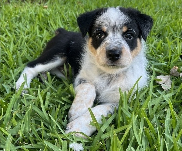Medium Photo #1 Texas Heeler Puppy For Sale in GOLDTHWAITE, TX, USA