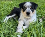 Puppy Light Blue Texas Heeler