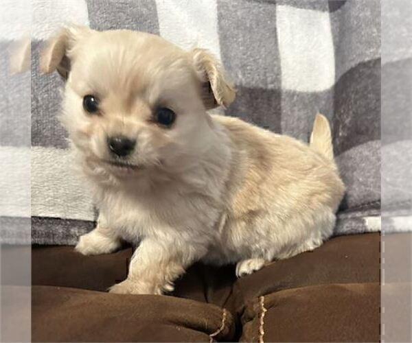 Medium Photo #21 Chihuahua Puppy For Sale in FORT LAUDERDALE, FL, USA