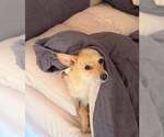 Small #3 Chihuahua Mix