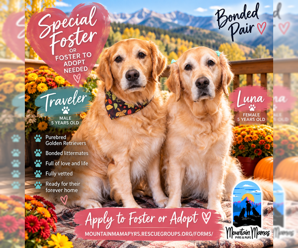 Medium Photo #4 Golden Retriever Puppy For Sale in MIDWAY, UT, USA