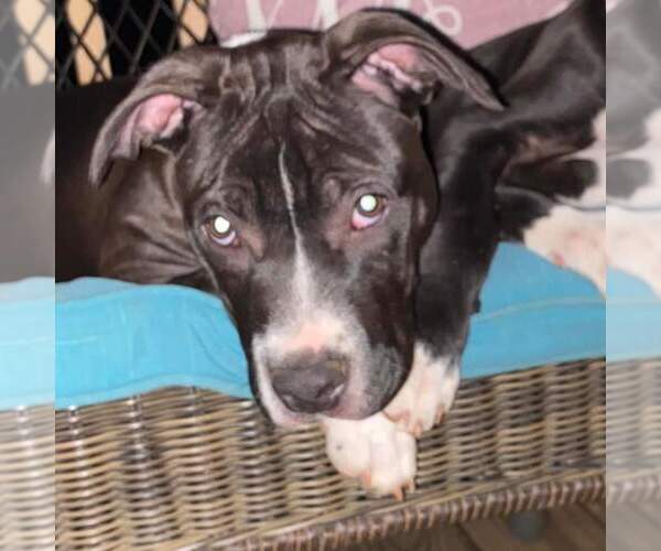 Medium Photo #7 American Pit Bull Terrier-Unknown Mix Puppy For Sale in Rustburg, VA, USA