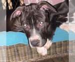 Small #6 American Pit Bull Terrier Mix