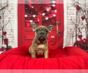 French Bulldog Puppy for Sale in POWHATAN, Virginia USA