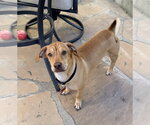 Small #1 Basset Hound Mix