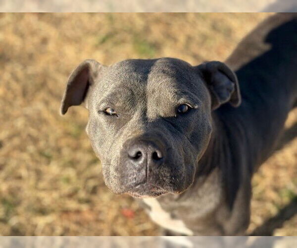 Medium Photo #1 Mutt Puppy For Sale in Tulsa, OK, USA