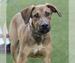 *PUMPKIN - Male German Shepherd Dog-Treeing Walker Coonhound Mix Dog for Adoption - Small photo
