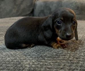 Dachshund Puppy for sale in LAWSON, MO, USA