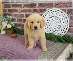 Small #3 Golden Retriever