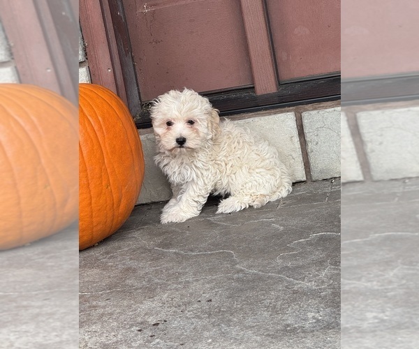 Medium Photo #4 Coton de Tulear-Poodle (Toy) Mix Puppy For Sale in CANOGA, NY, USA