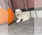 Small #3 Coton de Tulear-Poodle (Toy) Mix