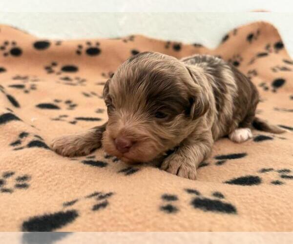 Medium Photo #3 Poovanese Puppy For Sale in TUCSON, AZ, USA