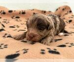 Small #2 Poovanese