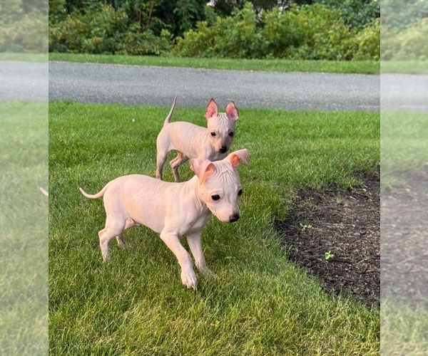 Medium Photo #1 Miniature American Hairless Terrier Puppy For Sale in MEDFORD, MA, USA