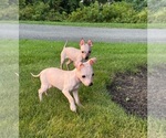 Small Miniature American Hairless Terrier