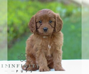 Cavapoo Puppy for sale in LITITZ, PA, USA