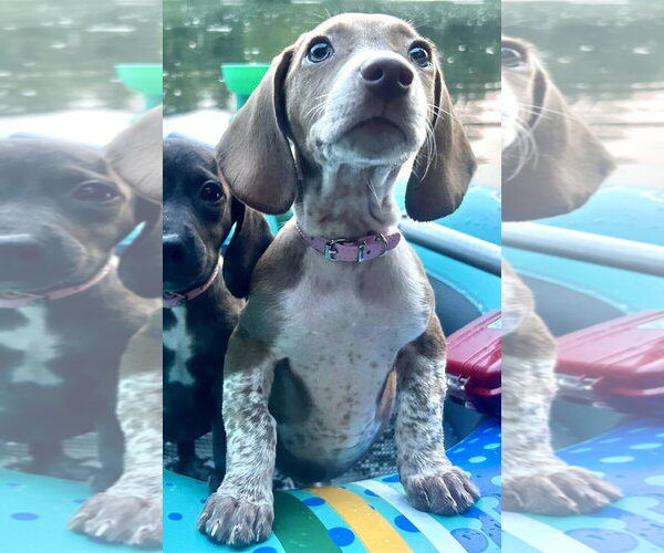 Medium Photo #3 Dachshund-Unknown Mix Puppy For Sale in Mechanicsburg, PA, USA