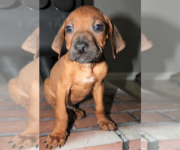 Medium Photo #2 Rhodesian Ridgeback Puppy For Sale in INDEPENDENCE, MO, USA