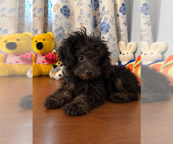 Medium Photo #13 Yorkipoo Puppy For Sale in DURHAM, CT, USA