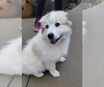 Small Photo #1 Great Pyrenees Puppy For Sale in LYMAN, SC, USA