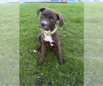 Small #1 Labrador Retriever Mix