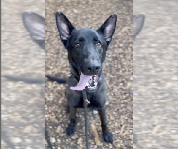 Medium Photo #1 Mutt Puppy For Sale in Imlay City, MI, USA