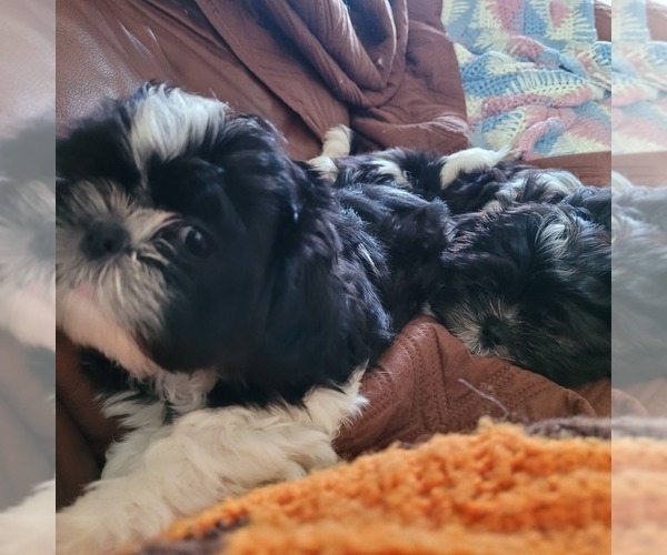 Medium Photo #2 Shih-Poo Puppy For Sale in HOBART, IN, USA