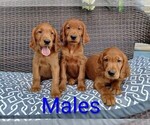 Small #1 Golden Irish