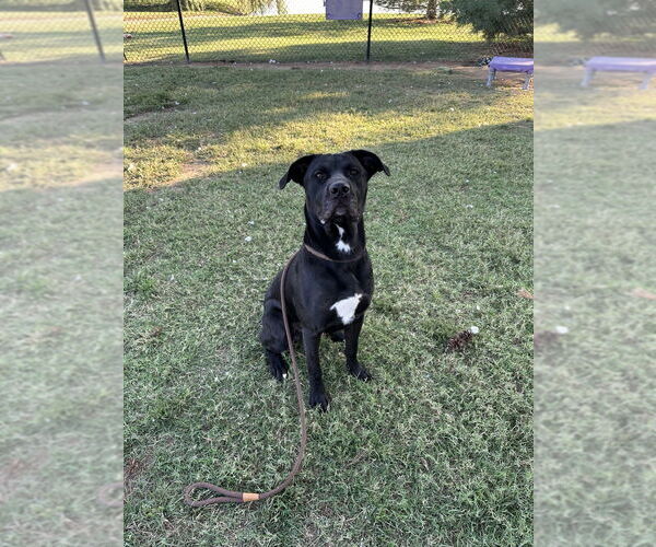 Medium Photo #3 Labrador Retriever-Unknown Mix Puppy For Sale in Evansville, IN, USA
