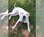 Small Photo #3 American Pit Bull Terrier Puppy For Sale in Derwood, MD, USA