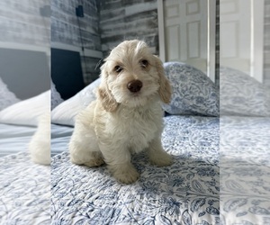 Goldendoodle-Havanese Mix Puppy for sale in HOLLYWOOD, FL, USA