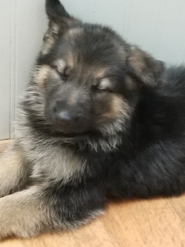 Medium Photo #1 German Shepherd Dog Puppy For Sale in CHILLICOTHE, OH, USA