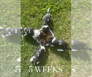 Beagle Puppy for sale in MCPHERSON, KS, USA