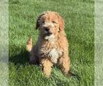 Small #1 Goldendoodle (Miniature)