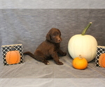 Small Photo #5 Double Doodle Puppy For Sale in BOTHELL, WA, USA