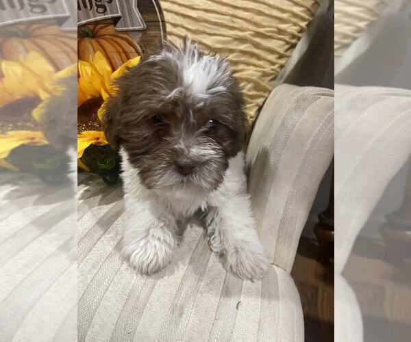 Medium Photo #1 ShihPoo Puppy For Sale in MOUNT CLEMENS, MI, USA