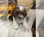 Small Photo #1 ShihPoo Puppy For Sale in MOUNT CLEMENS, MI, USA