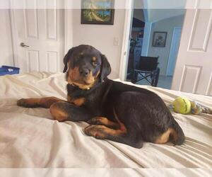 Rottweiler Puppy for sale in ORLANDO, FL, USA