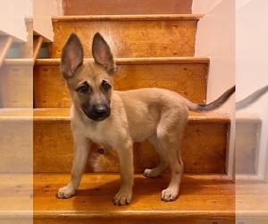 Belgian Malinois Puppy for sale in BROOKLYN, NY, USA