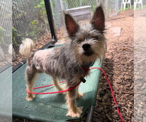Mutt Dogs for adoption in Lawrenceville, NJ, USA