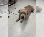 Small Mutt