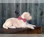 Small Photo #2 Goldendoodle Puppy For Sale in CEDAR HILL, TX, USA