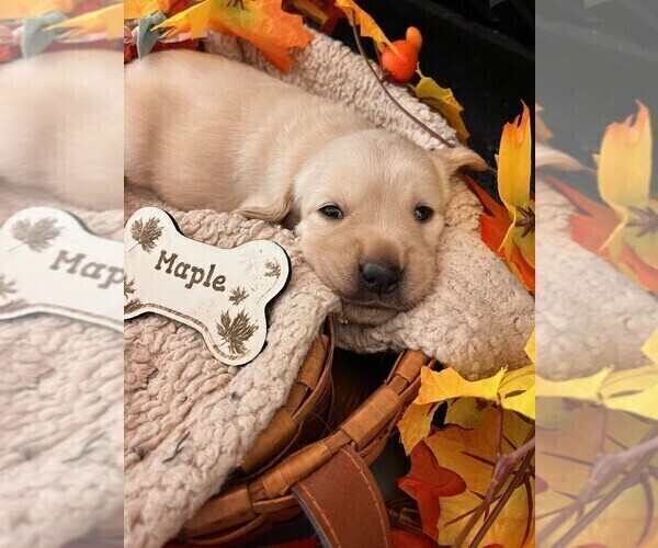 Medium Photo #3 Golden Labrador Puppy For Sale in PORT ORANGE, FL, USA