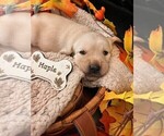 Small #2 Golden Labrador