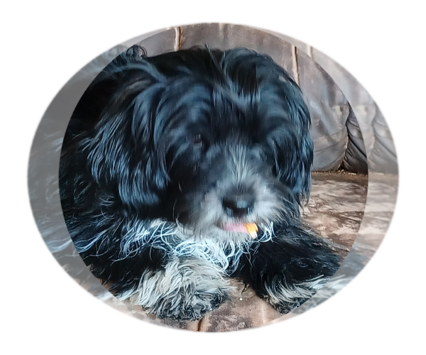 Medium Photo #1 Hava-Apso Puppy For Sale in AMADO, AZ, USA
