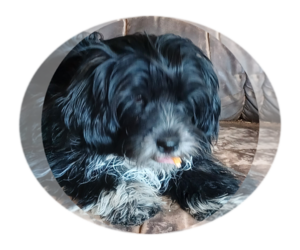 Hava-Apso Puppy for sale in AMADO, AZ, USA